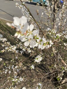 枝头绽放的洁白花朵