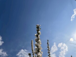 蓝天之下的挺拔植物