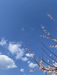 蓝天繁花枝头美景