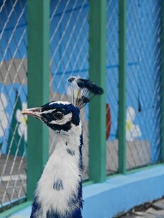 笼中孔雀