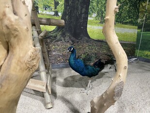 动物园中的蓝孔雀