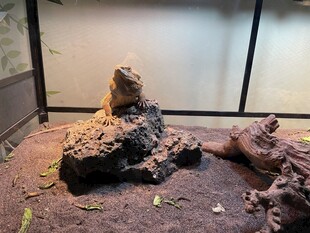 蜥蜴栖息于岩石环境中