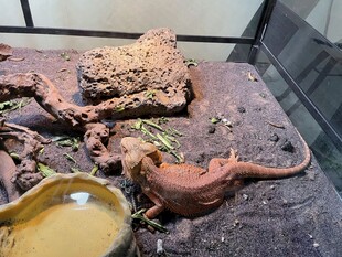 蜥蜴栖息于独特造景环境