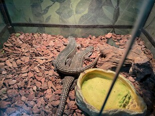 蜥蜴栖息于布置丰富的环境