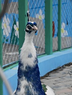 围栏边的美丽孔雀