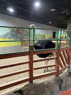 鸵鸟在围栏内的室内场景