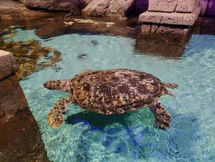 水族馆中游动的海龟