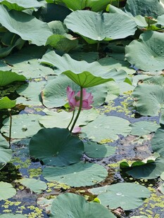 荷塘中的荷花与荷叶