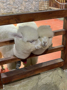 可爱小羊驼探头