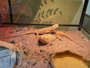 玻璃箱中的蜥蜴展示