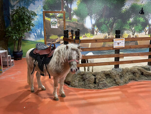 室内展示的仿真白马