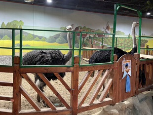 动物园里的鸵鸟