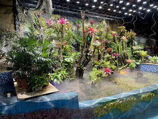 室内花卉景观展示