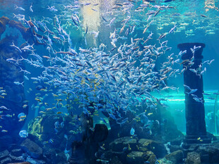 海底鱼群环绕的壮观景象