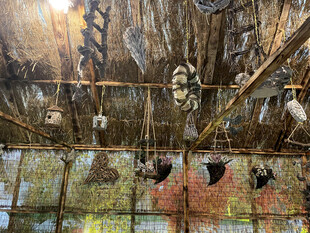 棚内悬挂的众多禽类