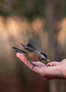 掌心停落的小鸟
