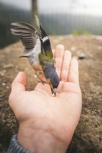 掌心停落的小鸟