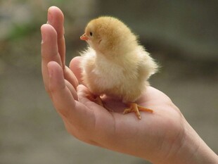 掌心的小黄鸡