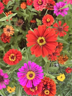 百日菊