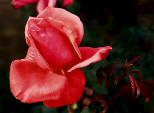 红玫瑰