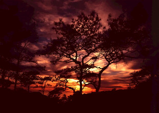 夕阳下的孤树