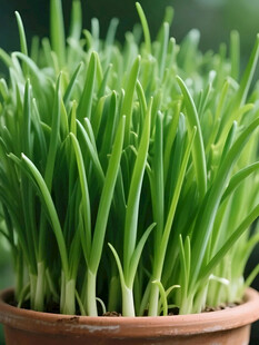 青葱栽培