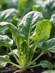 菠菜栽培