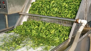 蔬菜加工流水线