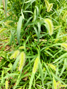 黄绿相间的狗尾巴草