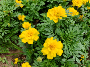 盛开的黄色万寿菊