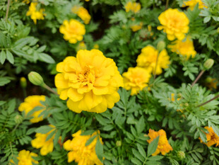 盛开的黄色万寿菊