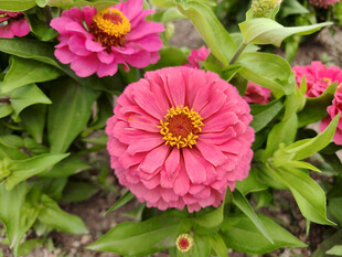 娇艳粉色百日菊绽放