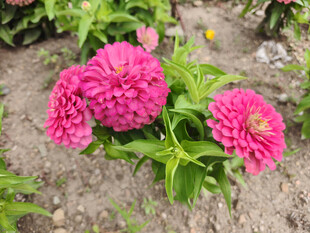 娇艳粉色百日菊绽放