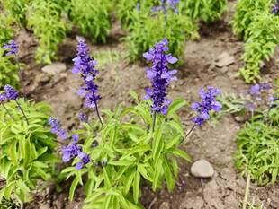 紫色鼠尾草绽放于田野
