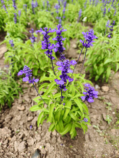 紫色花卉种植地