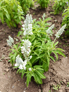 田间绽放的白色花卉植物