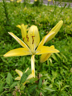 黄色百合花绽放于草地