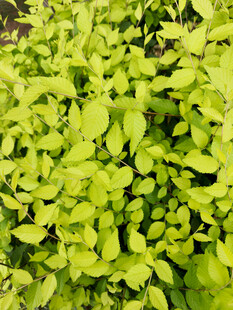 嫩绿繁茂的植物叶片