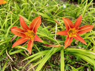 鲜艳橙红色百合花绽放