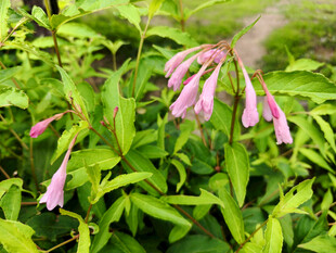 粉色铃状花绽放于绿叶间