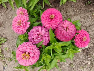 娇艳粉色百日菊绽放