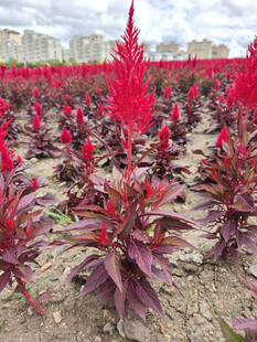 火红鸡冠花田绽放生机