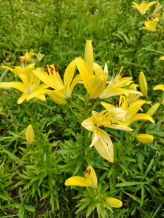 盛开的黄色百合花