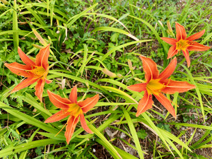 橙红色萱草绽放于绿草间