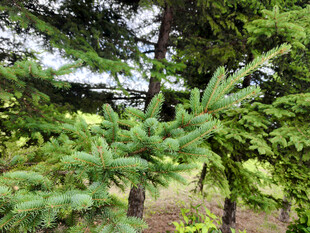 茂密松树林景观