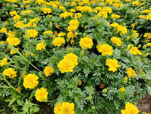 金黄万寿菊绽放的美景