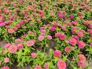 粉色花海绽放生机