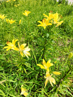 草地上的黄色小花绽放