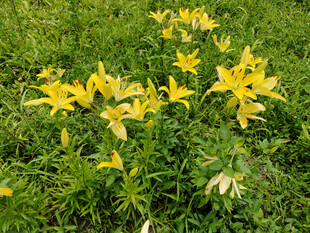 草地上的黄色百合花