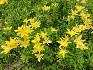 金黄百合绽放于绿野